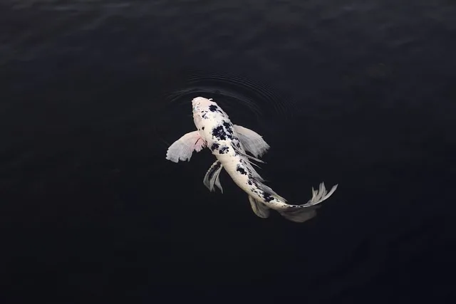 Koi Carp Fish