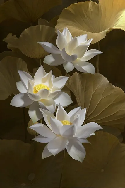 Lotus