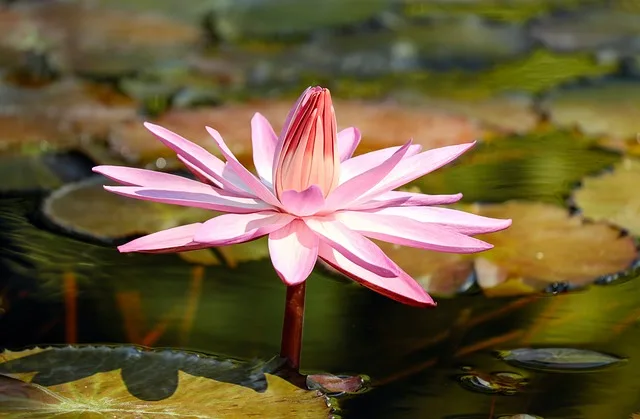 Water Lily