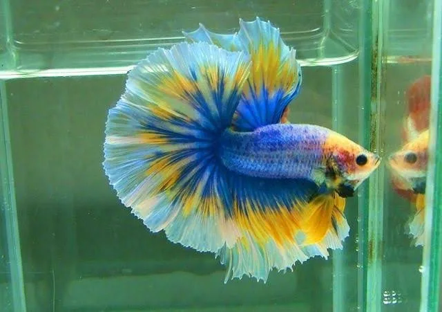 yellow grizzle betta