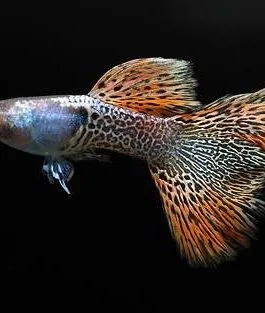 Metal Red Lace Guppy(1 Pair)