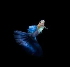 Japan Blue Tail Guppy(1 Pair)