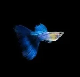 Japan Blue Tail Guppy(1 Pair)