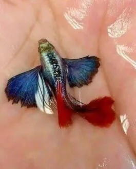 Platinum Red Tail Dumpo Ear New Lineage Guppy(1 Pair)