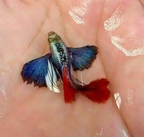 Guppy Fish
