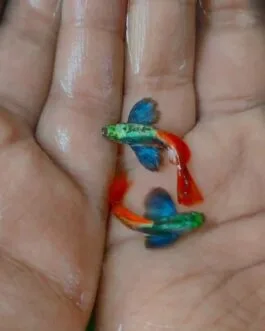 Platinum Red Tail Dumpo Ear New Lineage Guppy(1 Pair)