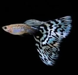 Pandoras Blue Mosaic Guppy(1 Pair)