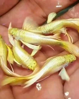 Full Gold Guppy(1 Pair)