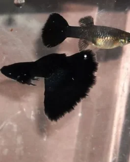 Jet Black Guppy(1 Pair)