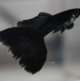 Jet Black Guppy(1 Pair)