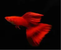 Full Red Fantail Guppy(1 Pair)