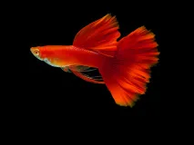 Full Red Fantail Guppy(1 Pair)