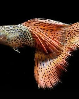 Red Lace Guppy(1 pair)