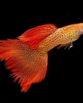 Albino Red Lace Guppy(1 pair)