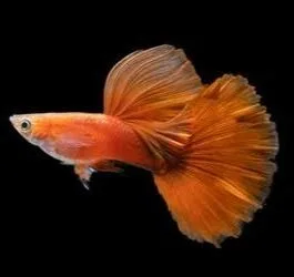 Wild Red Cauli Dorsal Guppy(1 Pair)