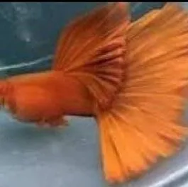 Wild Red Cauli Dorsal Guppy(1 Pair)