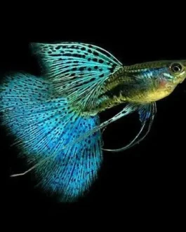 Blue Grass Ribbon Guppy(1 Pair)