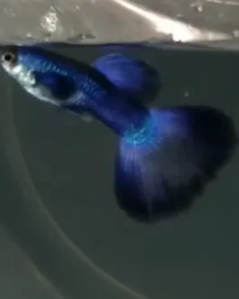 Moscow Violet Ribbon Guppy(1 Pair)