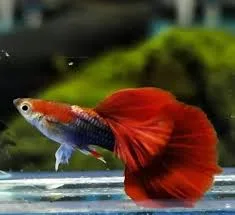 HB Red Rose Guppy(1 Pair)