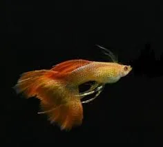 Orange Lace Ribbon Guppy(1 Pair)