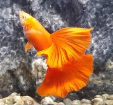 Albino Red Rose Cauli Dorsal Guppy(1 Pair)