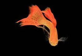 Orange Lace Ribbon Guppy(1 Pair)