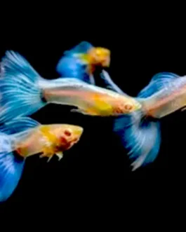 Topaz Metal Pattern Blue Guppy(1 Pair)