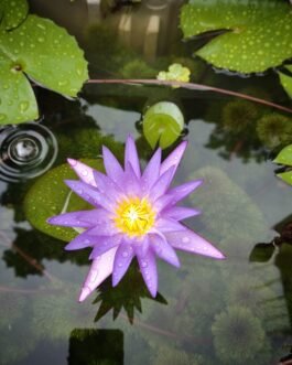 Blue whistle Lilly(1 Tuber)