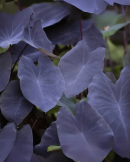 black magic colocasia