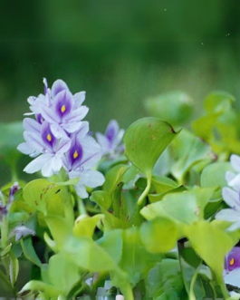 Water Hyacinth(1 Tuber)