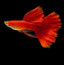 2 Pair Guppy Combo (1 Pair Afr Flower Dorsal & 1 Pair Purple Berry Dragon Dumpo Ear Guppy)