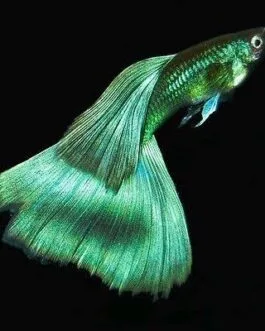 Emerald Green Guppy(1 pair)