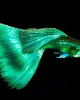 Emerald Green Guppy(1 pair)