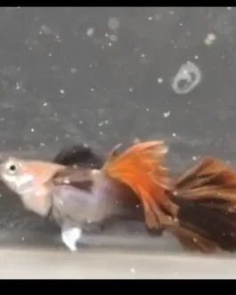 HB Red Rose DumpobEar Guppy(1 pair)