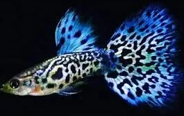 Multi Galaxy Tiger Guppy(1 pair)
