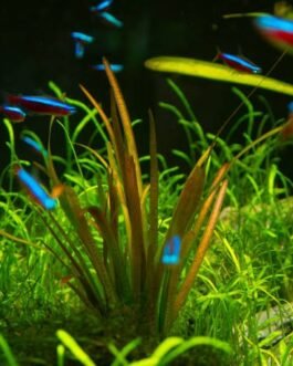 Vallisneria spiralis Tiger(4 rhizomes)