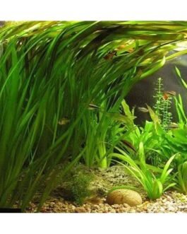 Vallisneria giant(3 stem)