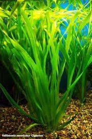 Vallisneria giant(3 stem)