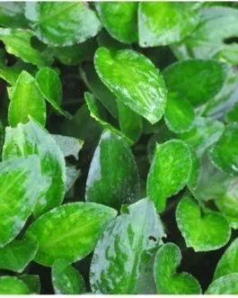 Lagenandra toxicaria dwarf (1 Rhizome)
