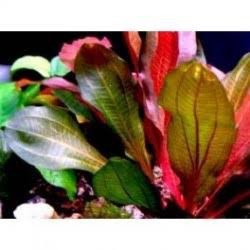 Echinodorus red special limited quantity(1 Rhizome)