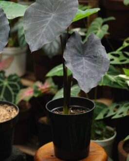 black magic colocasia