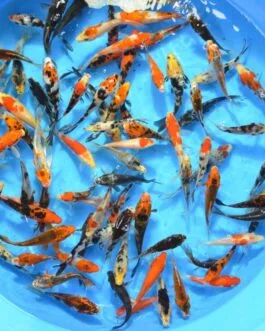 Koi Carp (2 inch)- 10rs