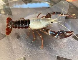 White Ghost CrayFish(1 pair)