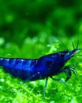 3 pair Blue Velvet Shrimp(Combo)