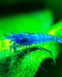 3 pair Blue Velvet Shrimp(Combo)