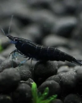 Choco Black Shrimp (1 pair)