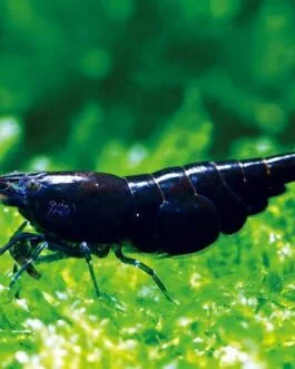 Choco Black Shrimp (1 pair)