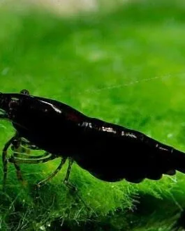 Rose Black Shrimp(1 pair)