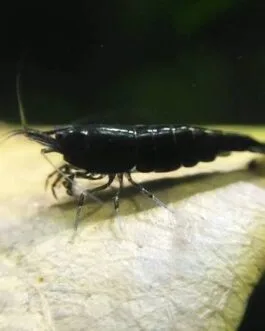 Rose Black Shrimp(1 pair)