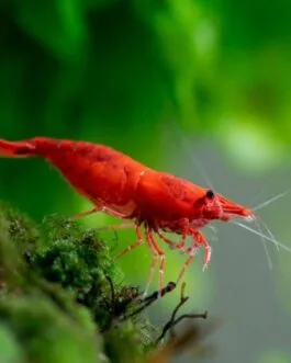 Sakura Red Shrimp (1 pair)